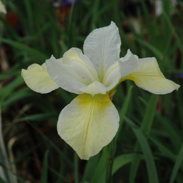 Iris Siberian Butter & Sugar - 1c