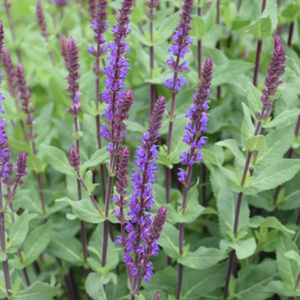 Salvia Caradonna - 1c