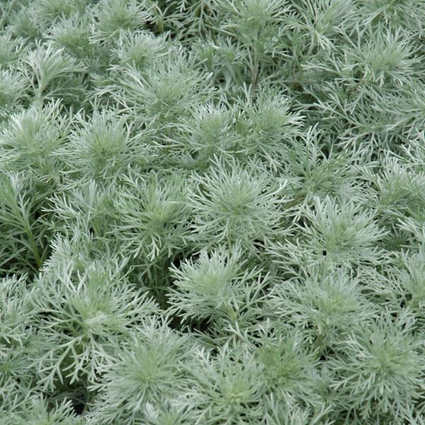 Artemisia Silvermound - 1c