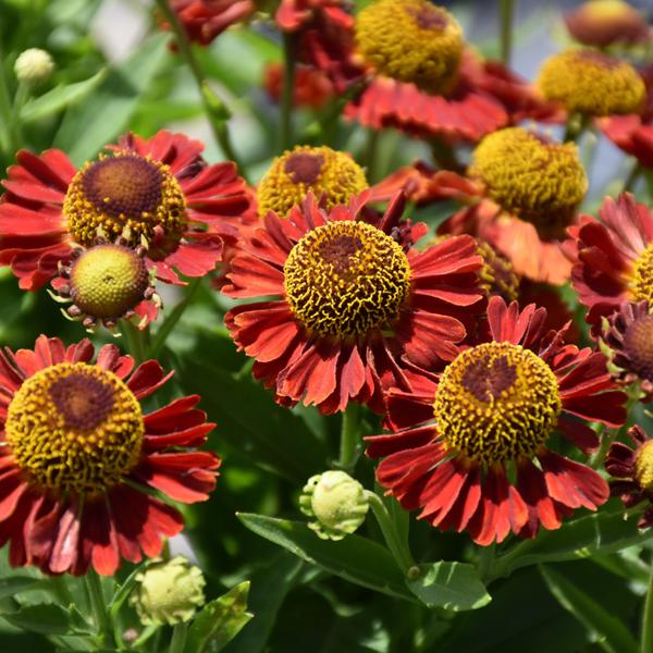 Helenium Salsa - 1c