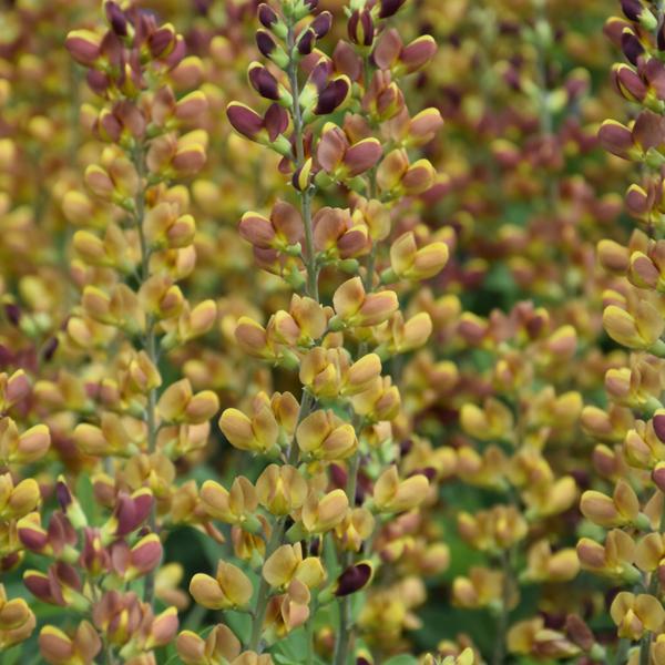 Baptisia Cherries Jubilee Proven Winners® - 1c