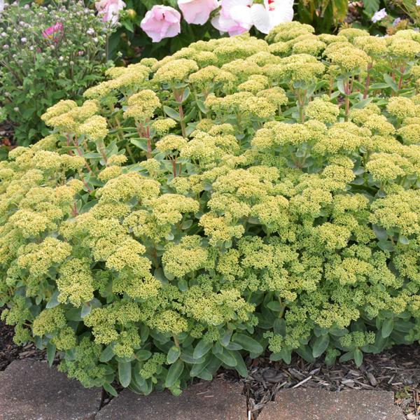 Sedum Lemonjade Proven Winners® - 1c