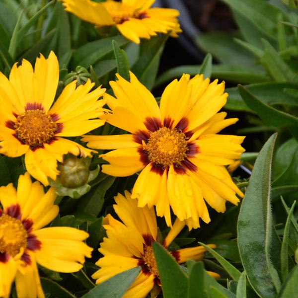 Coreopsis Bright Touch - 1c
