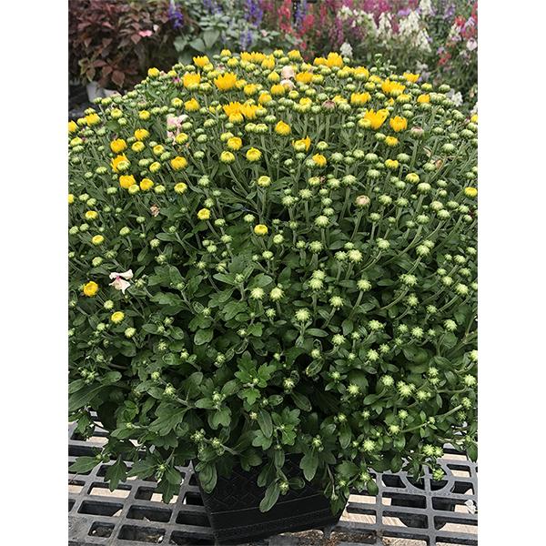 Fall Mum in Deco Square Pot - 10 in