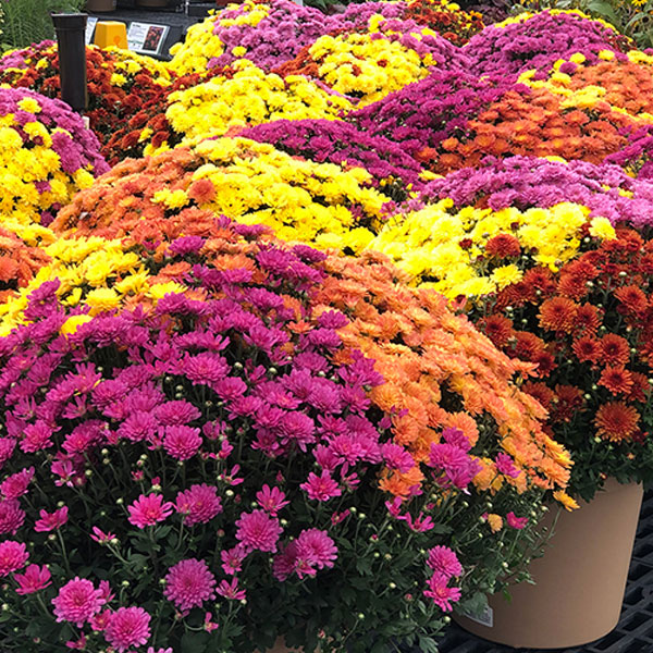 Fall Tricolor Mum - 11 in