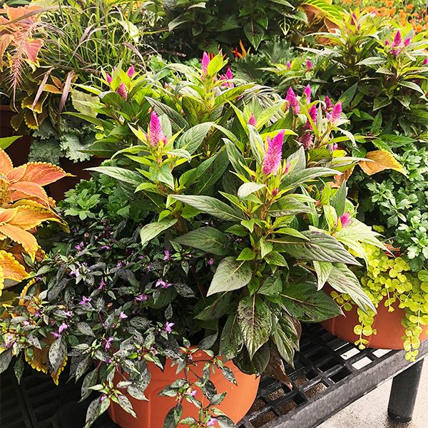 Fall Garden Combo Planter - 14-15 in