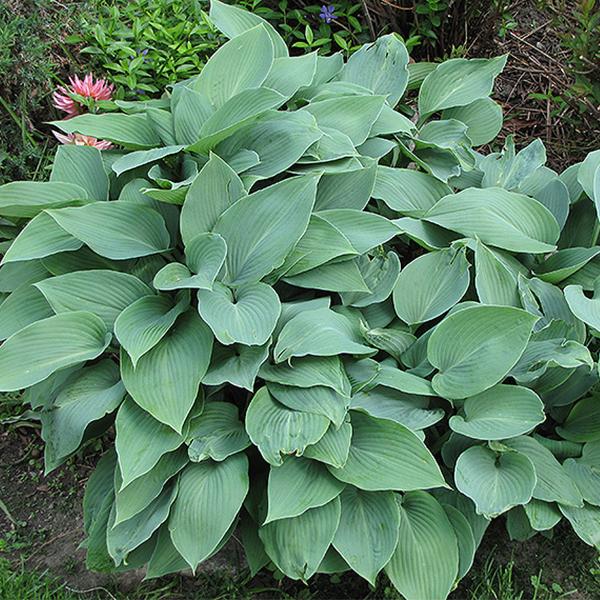 Hosta Halcyon - 1c