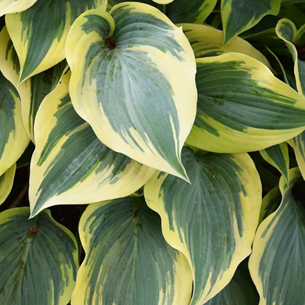 Hosta First Frost - 1c