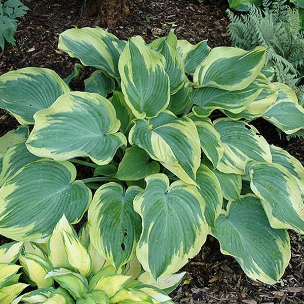 Hosta Earth Angel - 1c