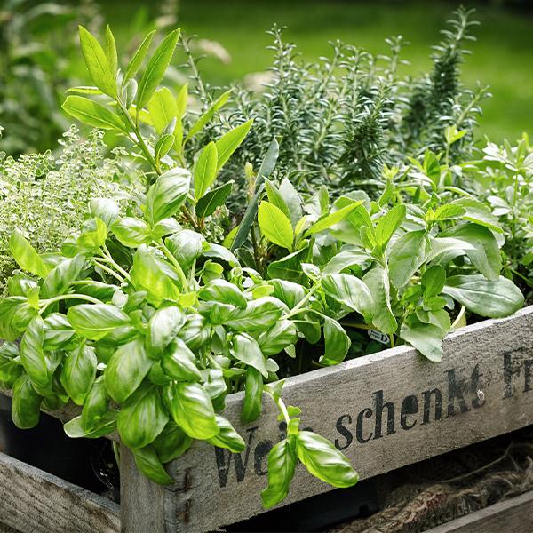 Herb Plants - 3.5 in