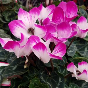 Cyclamen - 6 in