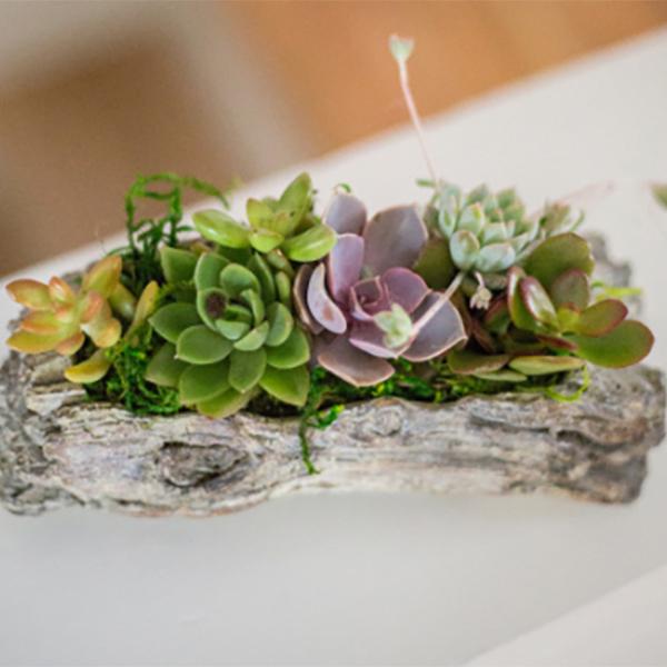 Succulents in Concrete Log Planter - 8in