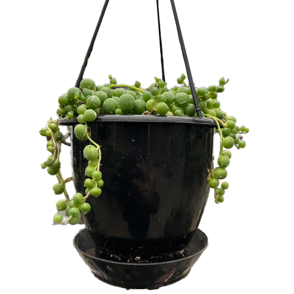 String Of Pearls Hanging Basket - 5in