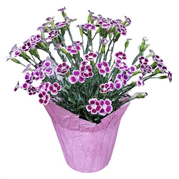 Dianthus Asst - 4.5in