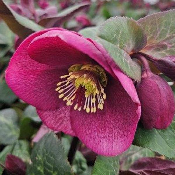 Helleborus Charmer - 1C