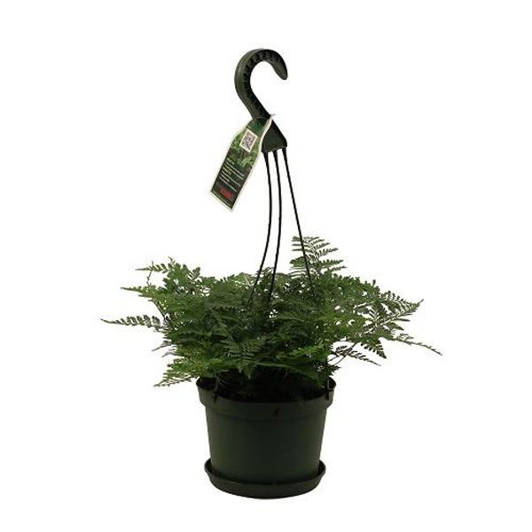 Fern Rabbit'S Foot Hanging Basket - 6.5in