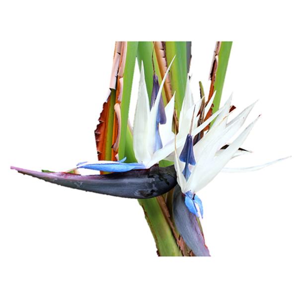 White Bird Of Paradise - 6in