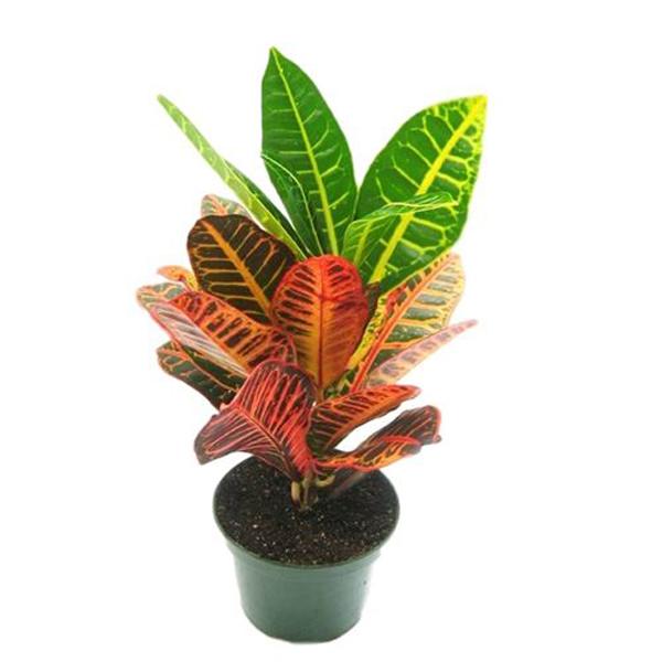 Croton Petra - 6in