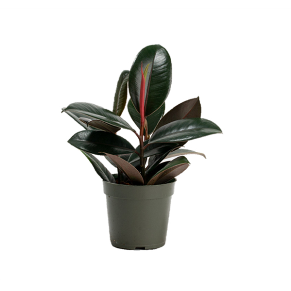 Ficus Burgundy - 6in