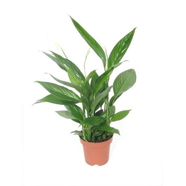 Spath Peace Lily Premium - 4.5in