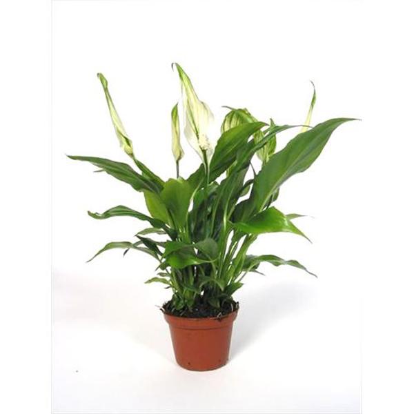 Spath Peace Lily Premium - 6in