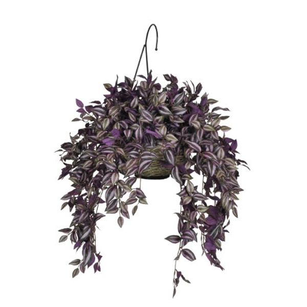 Tradescantia Purple Hanging Basket - 6in