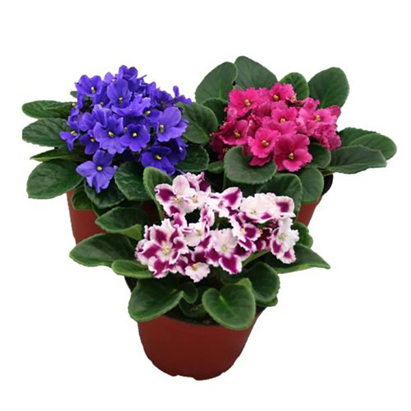 African Violet - 5in