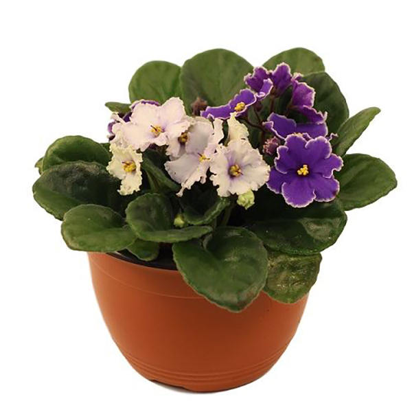 African Violet - 6in