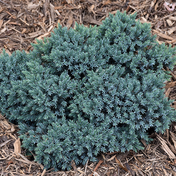 Juniper Singleseed Blue Star - 1c