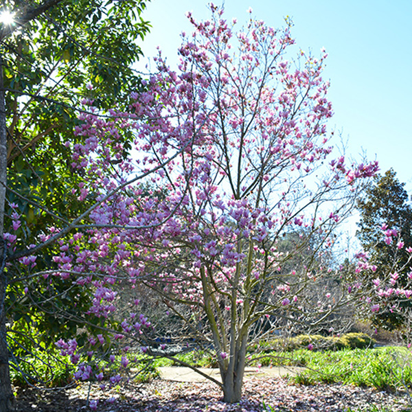 Magnolia Pink - 15c