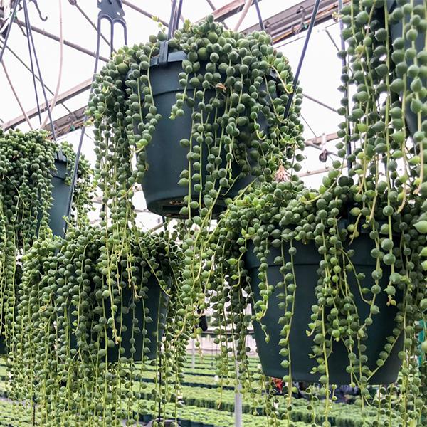 String Of Pearls Hanging Basket - 6in