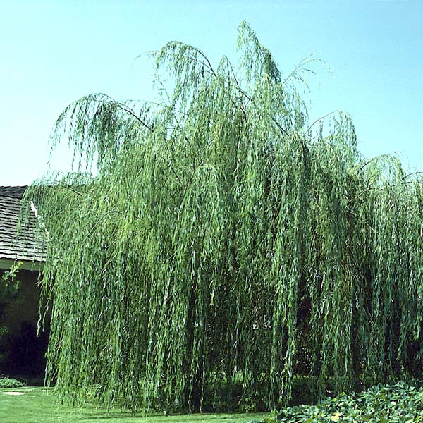 Weeping Willow - 5c