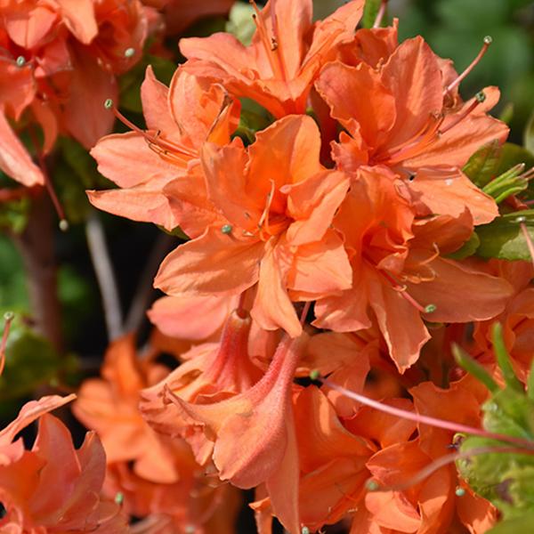 Azalea Mandarin Lights -3c