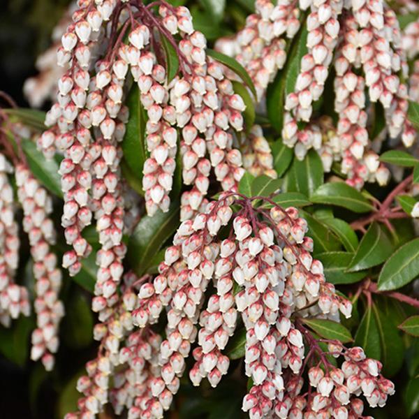 Pieris Japanese Dorothy - 2c 