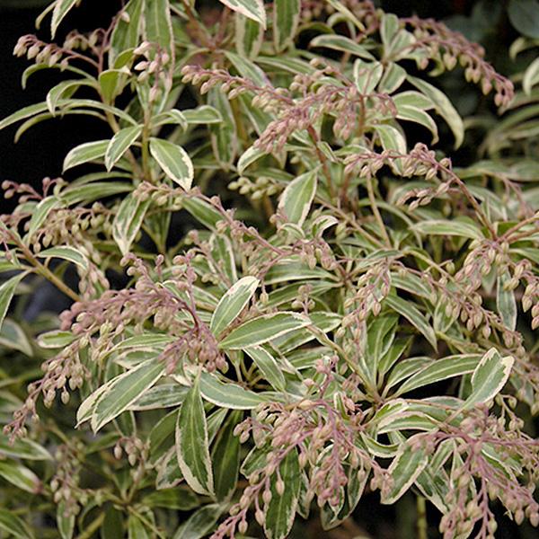 Pieris Japanese -2c