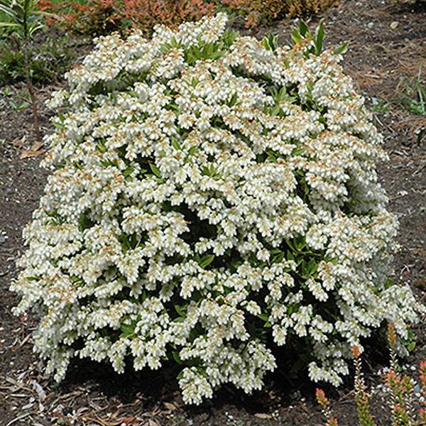 Pieris Japanese - 3c