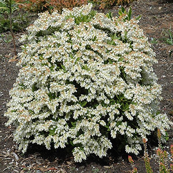 Pieris Japanese - 2.3g  8.6L