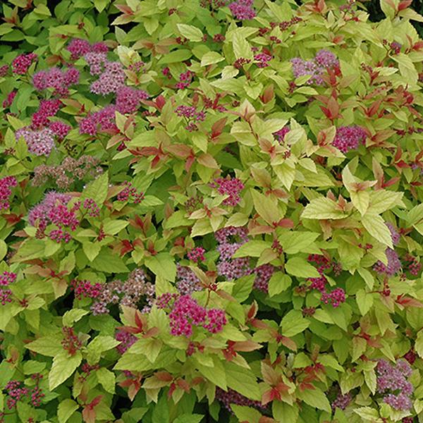 Spirea Japenese Magic Carpet