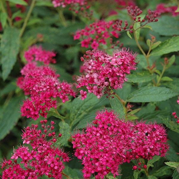 Spirea Japanese Neon - 3c