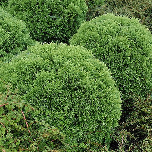 Arborvitae Thuja X Junior Giant - 10.7g 40.5L