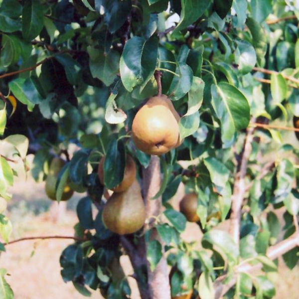 Pear - Bosc Golden Russett Dwarf 7c