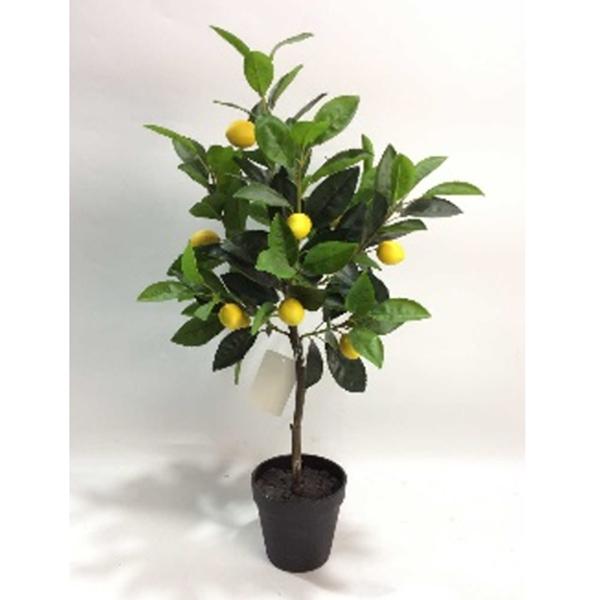 Potted Lemon Plant