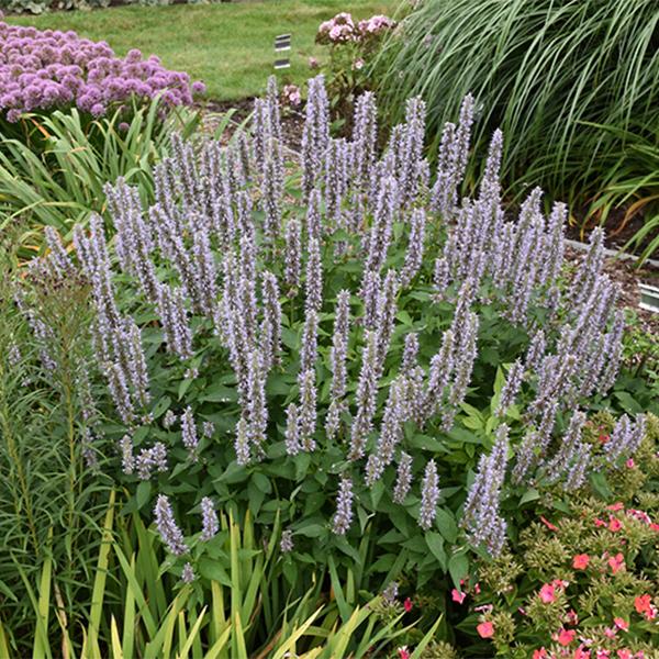 Agastache Blue Fortune - 1c