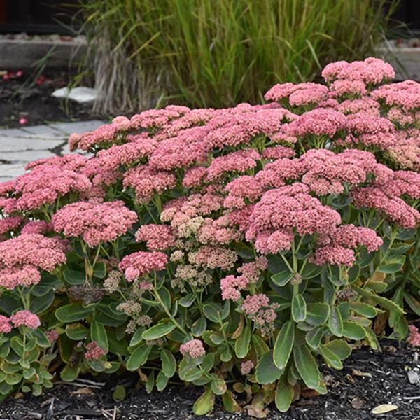 Sedum Autumn Fire - 1c