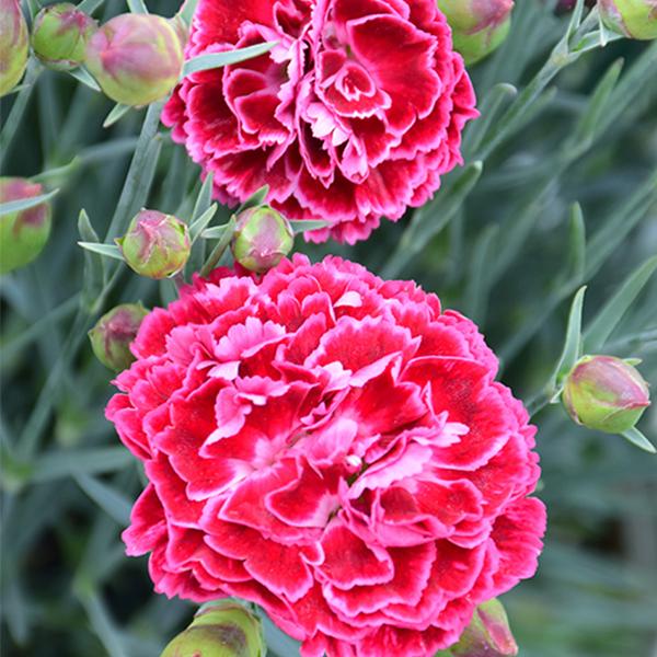 Dianthus Cherry Vanilla PW - 1c