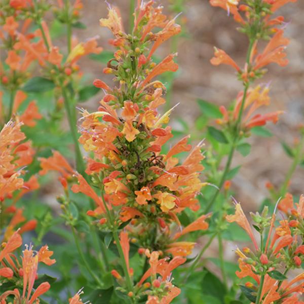 Agastache Poquito Orange - 1c