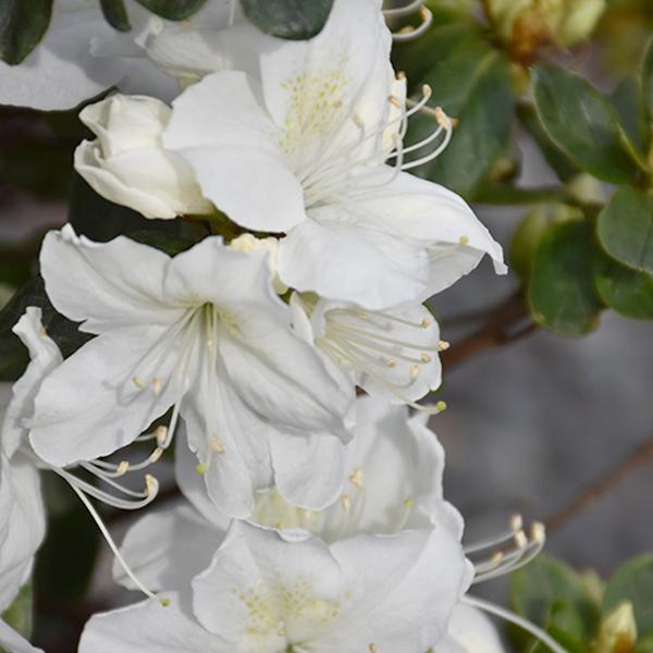 Azalea Delaware Valley White Early - 1c 