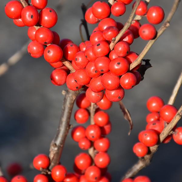 Winterberry Dwarf - Female - 3c