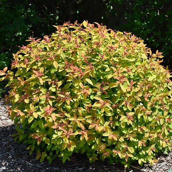 Spirea Double Play Candy Corn - 2c 10/15"