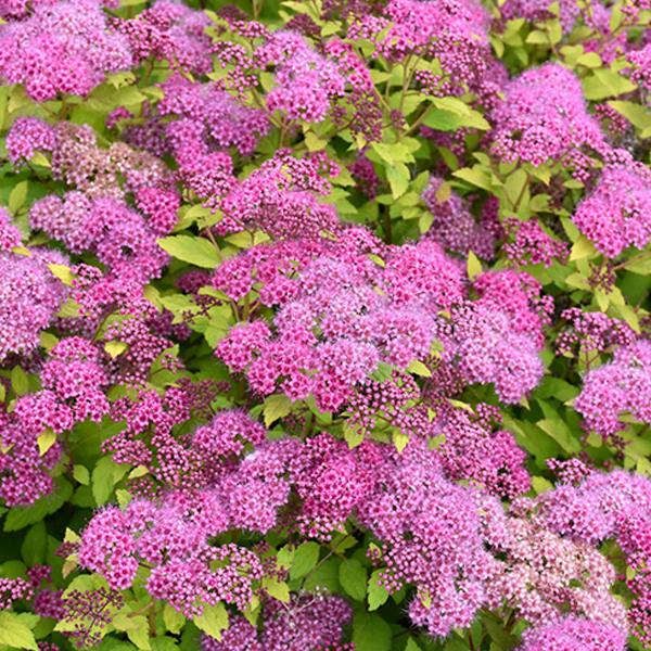 Spirea Magic Carpet - 3c 15/18"